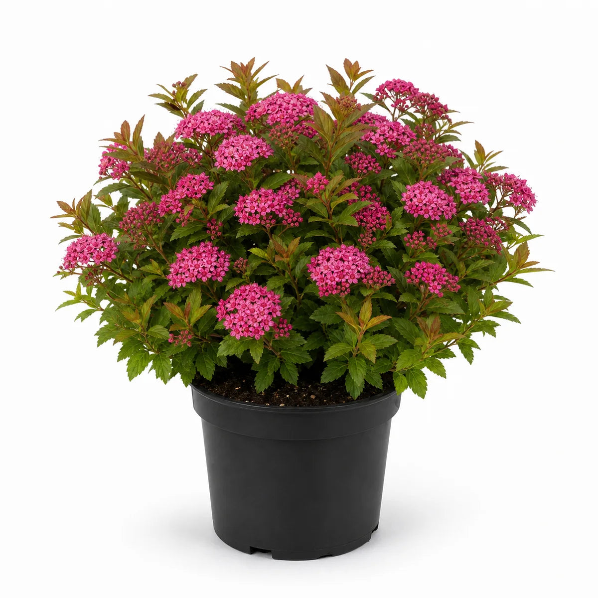 Spiraea japonica 'Manon'