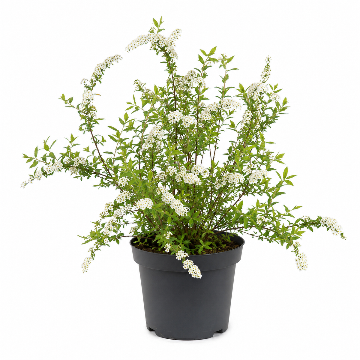 Spiraea arguta