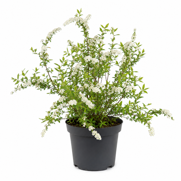 Spiraea arguta