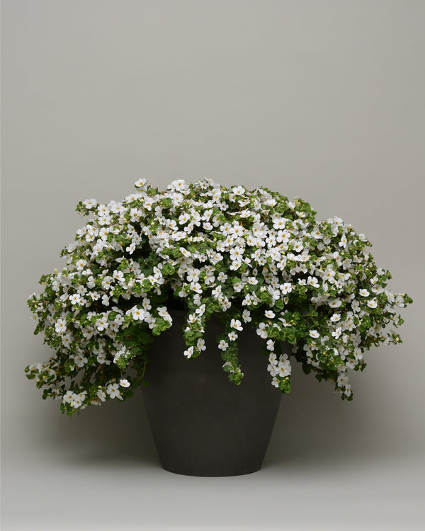 Bacopa (Sutera)