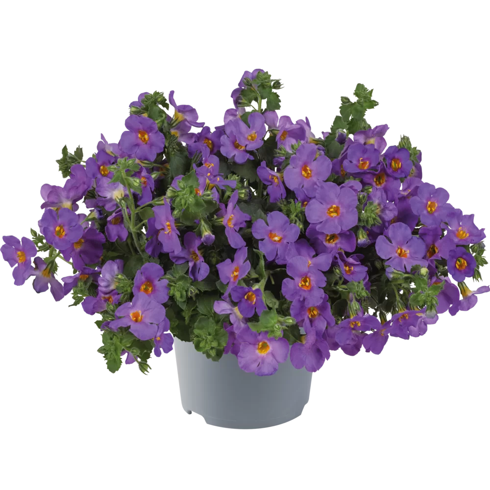 Flowerbag Premium
