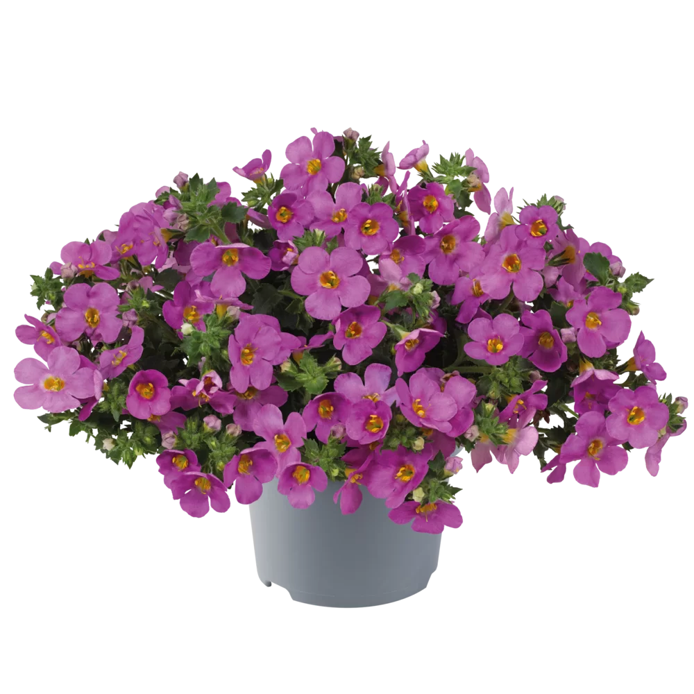 Flowerbag Premium