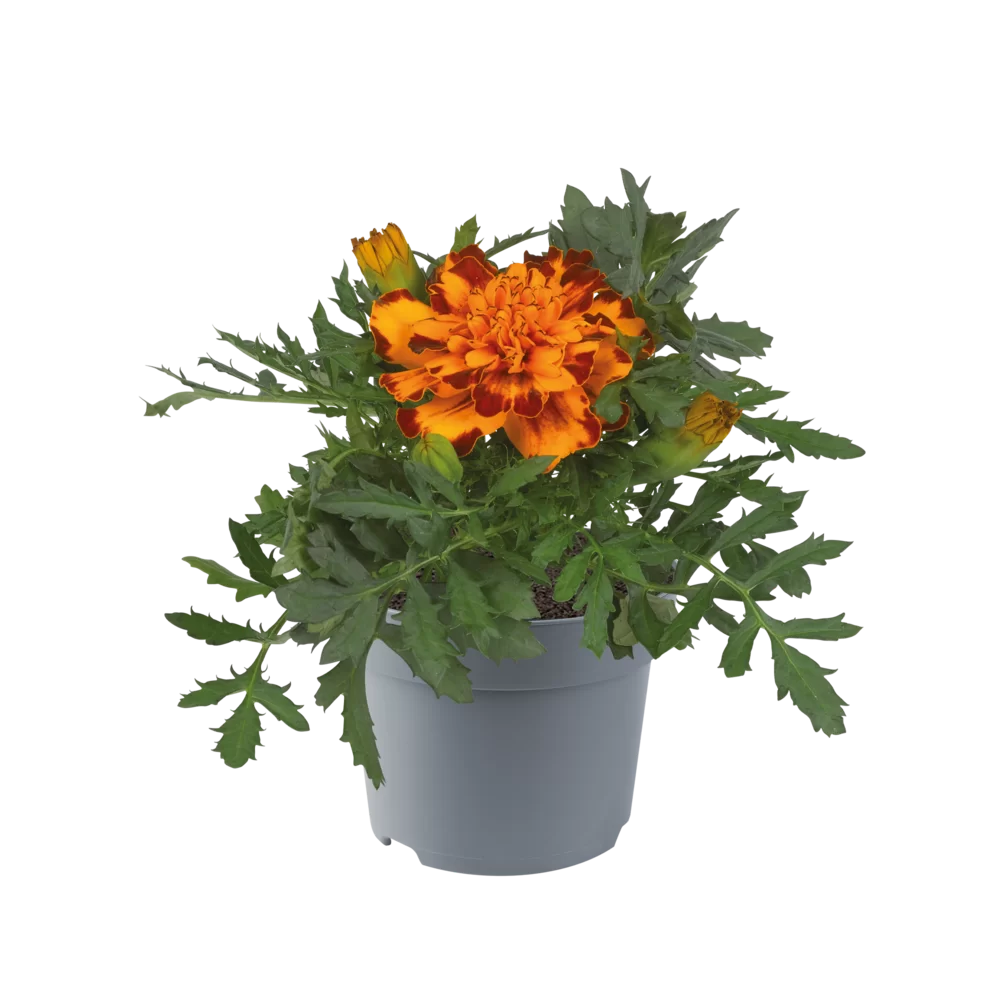 Tagetes (afrikaantje)