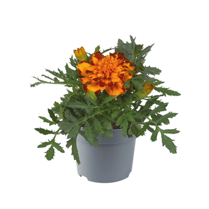 Tagetes (afrikaantje)