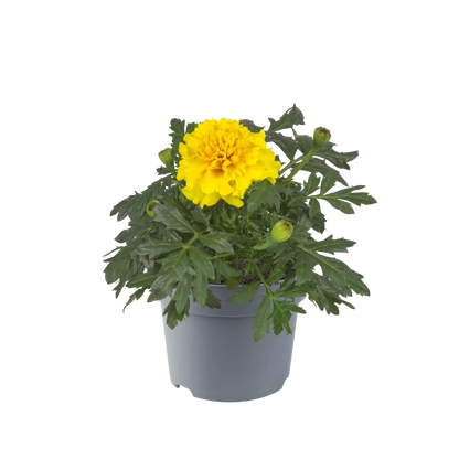 Tagetes (afrikaantje)