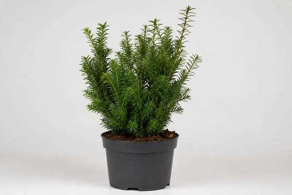 Taxus baccata