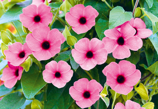Suzanne met de mooie ogen (Thunbergia) 'SunEyes'