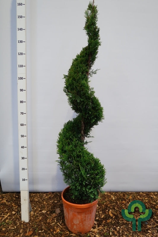 Leylandcipres (Cupressocyparis leylandii) 'Castlewellan'