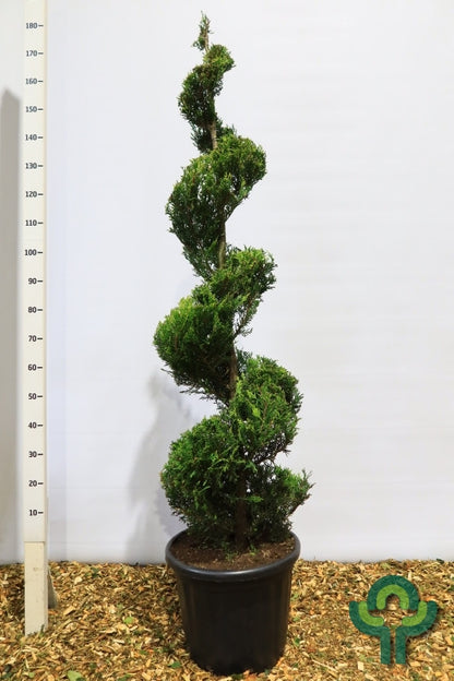 Leylandcipres (Cupressocyparis leylandii) 'Castlewellan'
