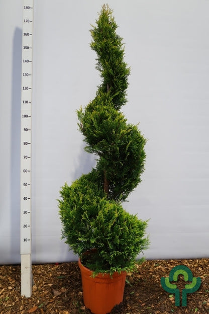 Leylandcipres (Cupressocyparis leylandii) 'Castlewellan'