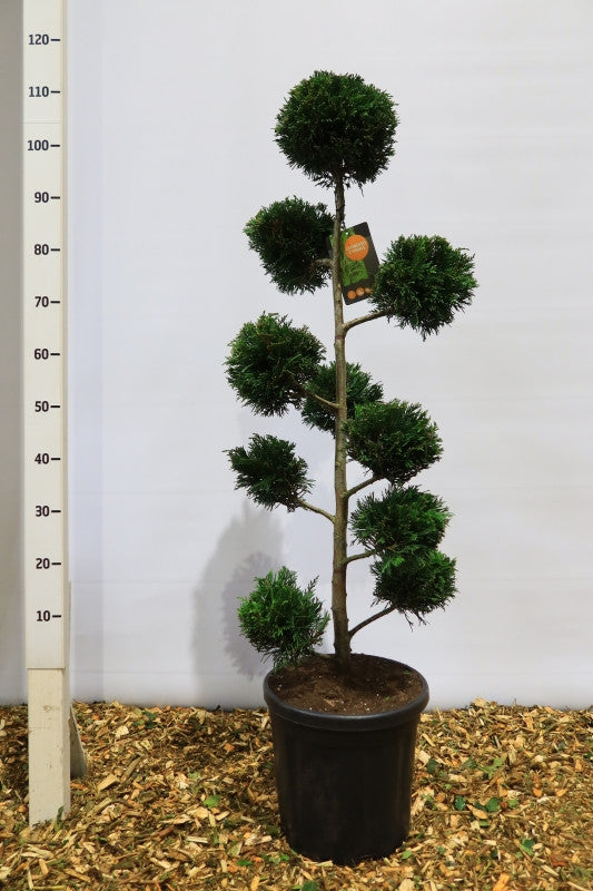 Cupressocyparis leylandii