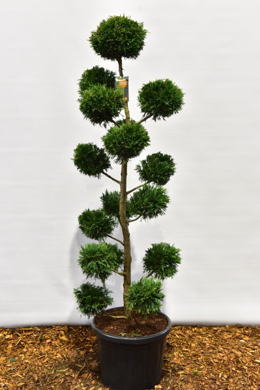 Cupressocyparis leylandii