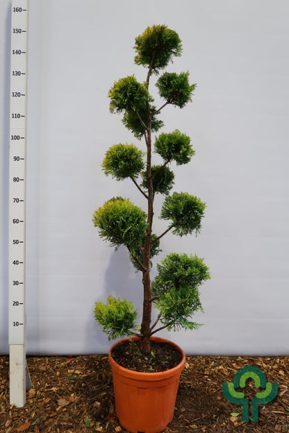 Leylandcipres (Cupressocyparis leylandii) 'Gold Rider'
