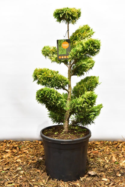 Leylandcipres (Cupressocyparis leylandii) 'Gold Rider'