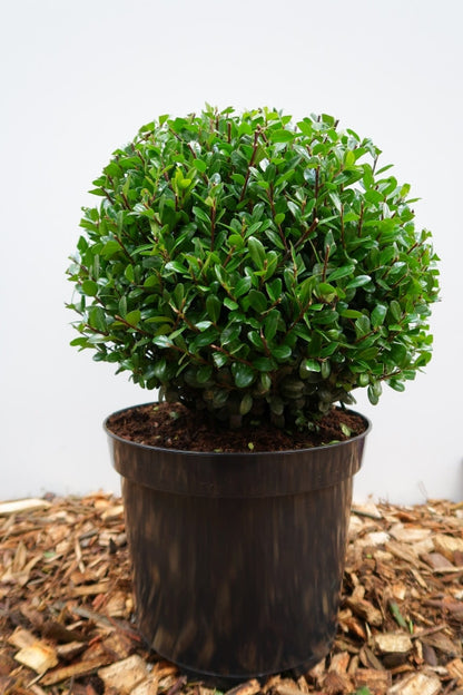 Ilex crenata 'Caroline Upright'