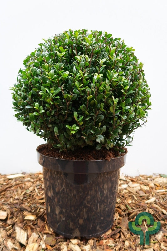Ilex crenata 'Caroline Upright'