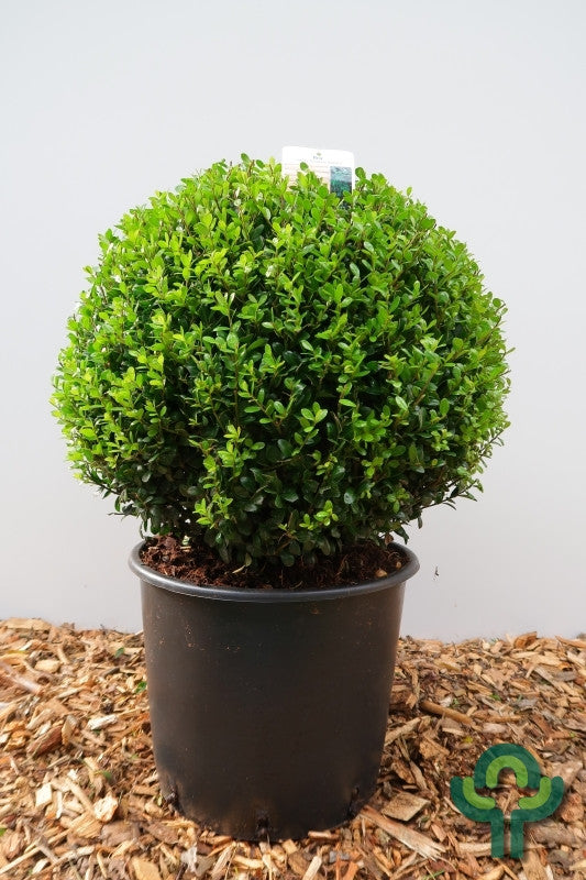 Ilex crenata 'Caroline Upright'