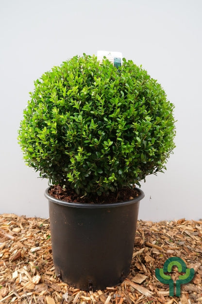 Ilex crenata 'Caroline Upright'