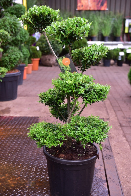 Ilex maximowicziana kanehirae