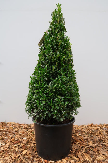 Ilex maximowicziana kanehirae