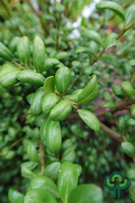 Ilex crenata 'Convexa'