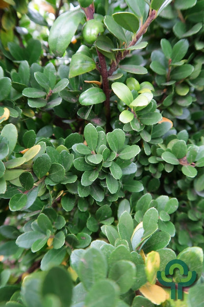 Ilex crenata 'Dark Green'
