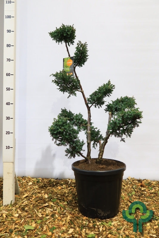 Jeneverbes (Juniperus chinensis) 'Blue Alps'