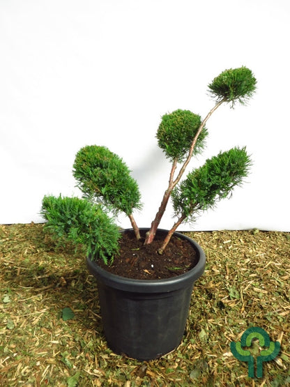 Jeneverbes (Juniperus pfitzeriana) 'Mint Julep'