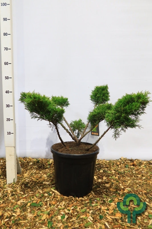 Jeneverbes (Juniperus pfitzeriana) 'Old Gold'
