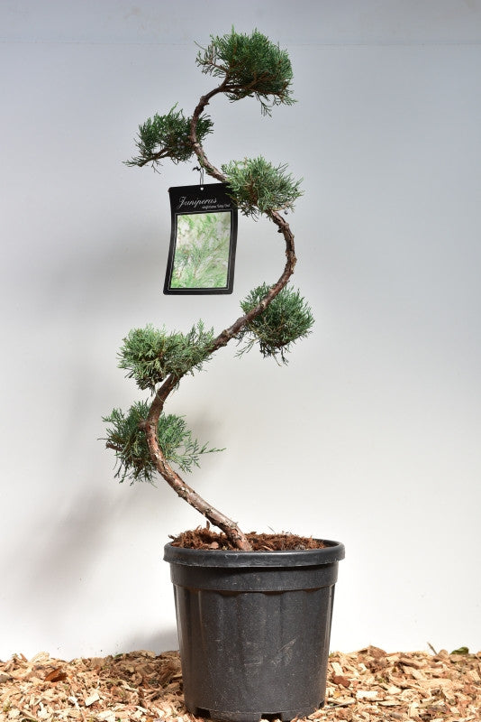 Jeneverbes (Juniperus virginiana) 'Grey Owl'