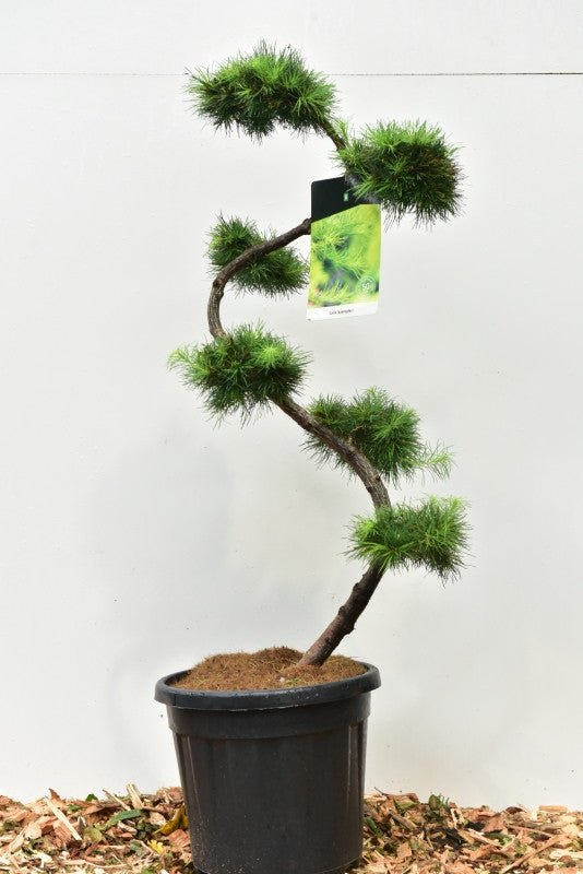 Japanse lariks (Larix kaempferi)
