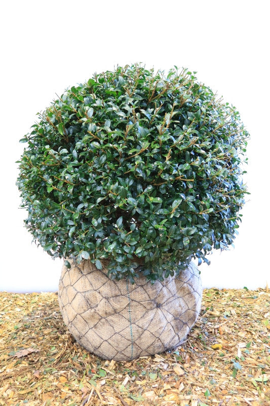 Osmanthus burkwoodii