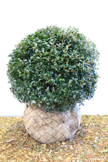 Osmanthus burkwoodii