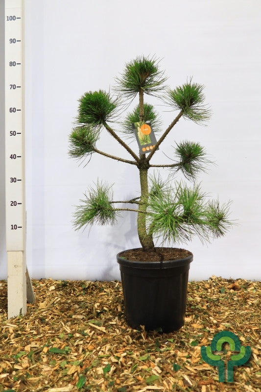 Zwarte den (Pinus nigra nigra)