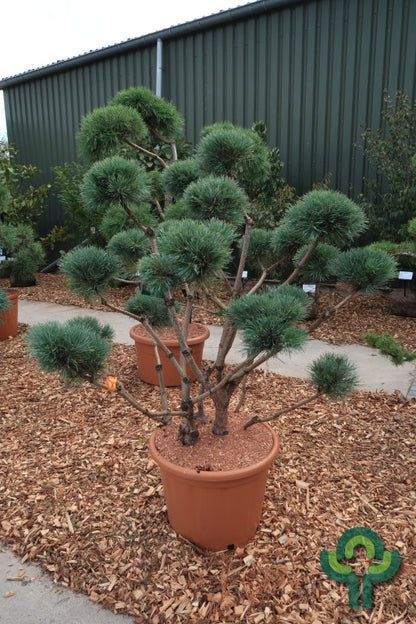 Grove den (Pinus sylvestris) 'Watereri'