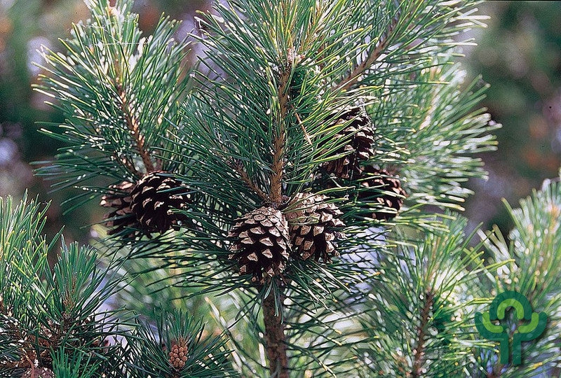 Grove den (Pinus sylvestris)