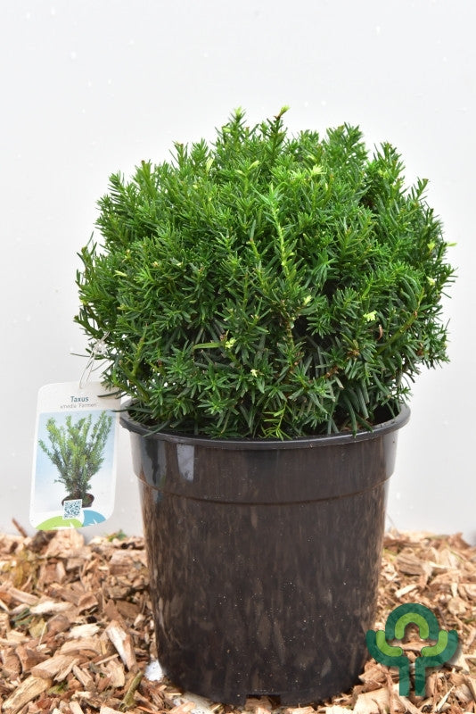 Taxus media 'Farmen'