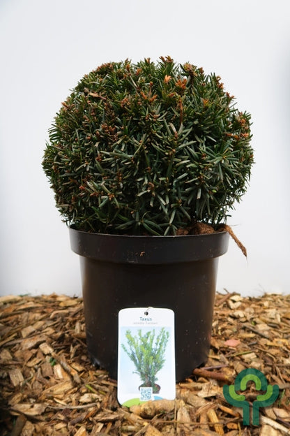 Taxus media 'Farmen'