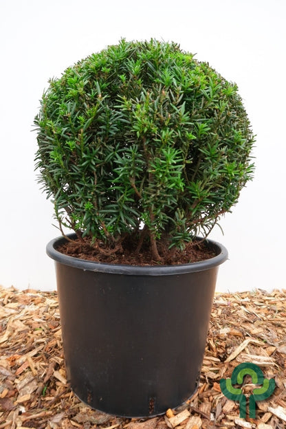 Taxus media 'Farmen'