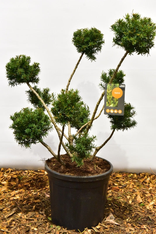 Taxus media 'Farmen'