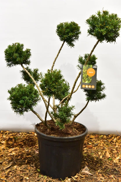 Taxus media 'Farmen'