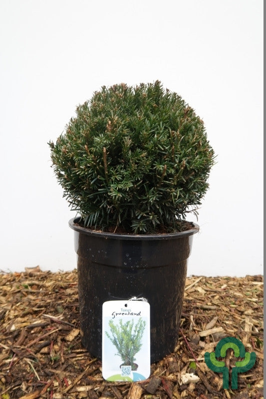 Taxus media 'Groenland'