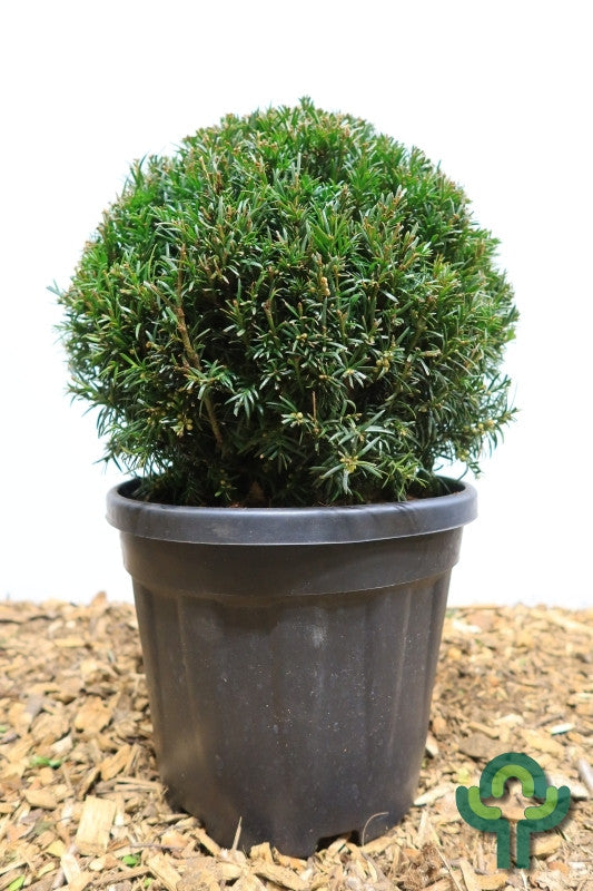 Taxus media 'Groenland'