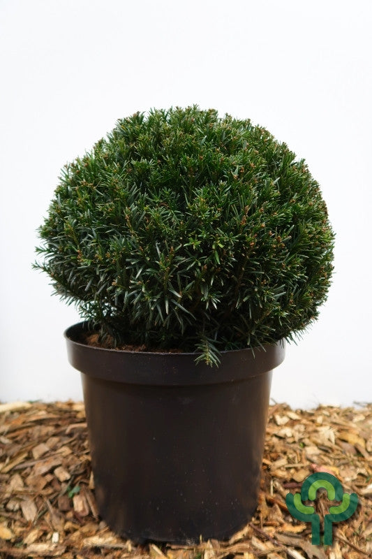 Taxus media 'Groenland'