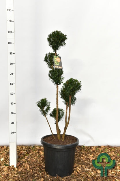 Taxus media 'Hicksii'