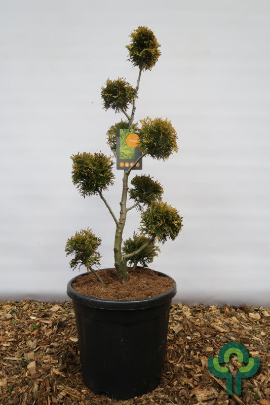 Westerse levensboom (Thuja occidentalis) 'Yellow Ribbon'