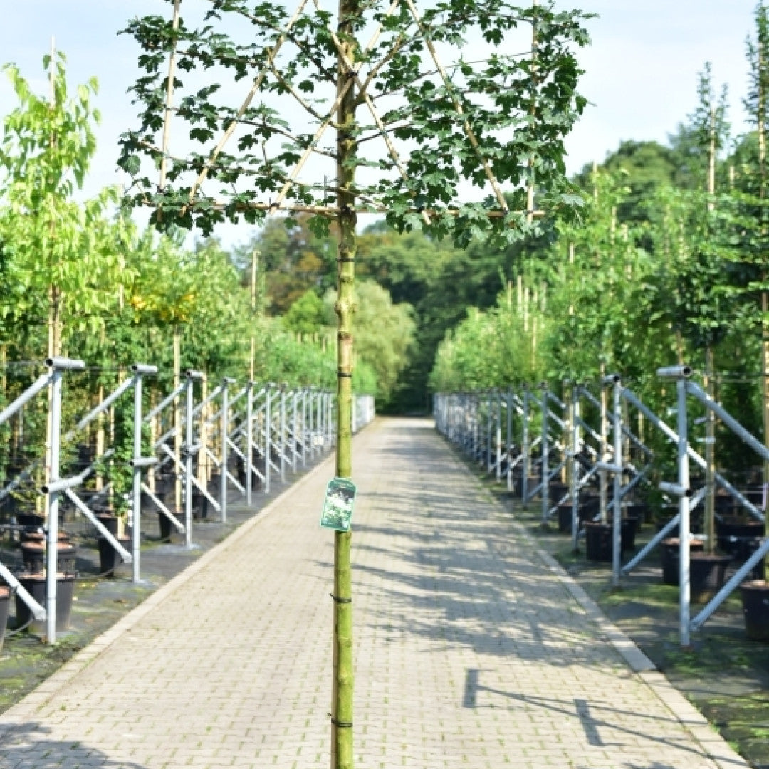 Acer campestre 'Huibers Elegant'