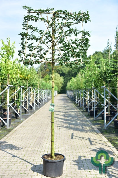 Acer campestre 'Huibers Elegant'