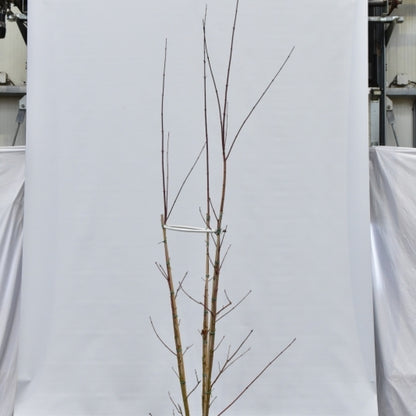 Acer cappadocicum 'Rubrum'