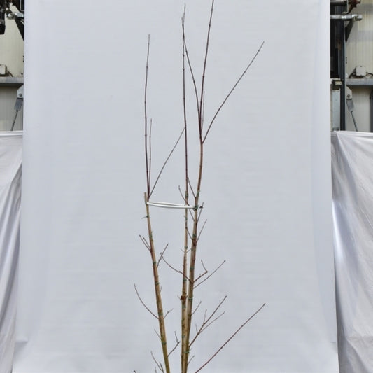 Acer cappadocicum 'Rubrum'